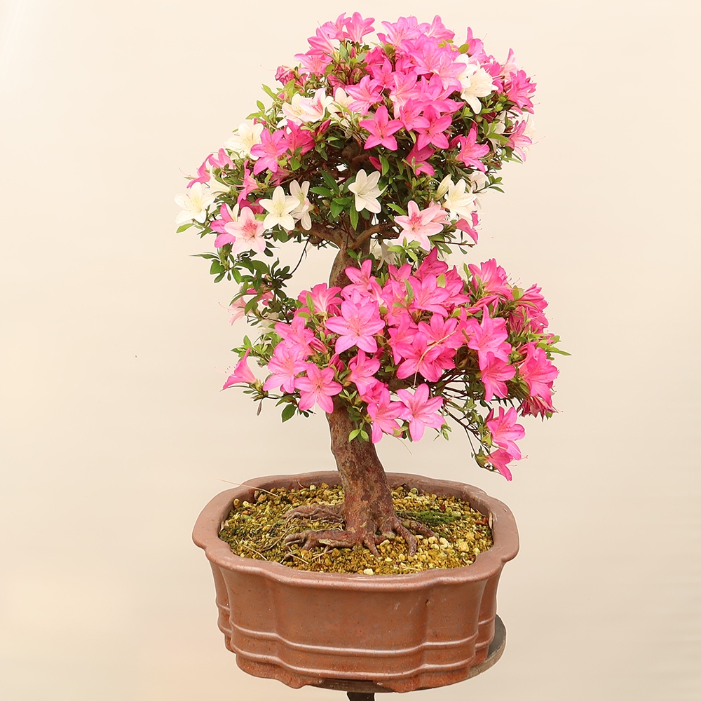 Bonsai zewnętrzne - Azalia japońska - Azalia Miyabihime