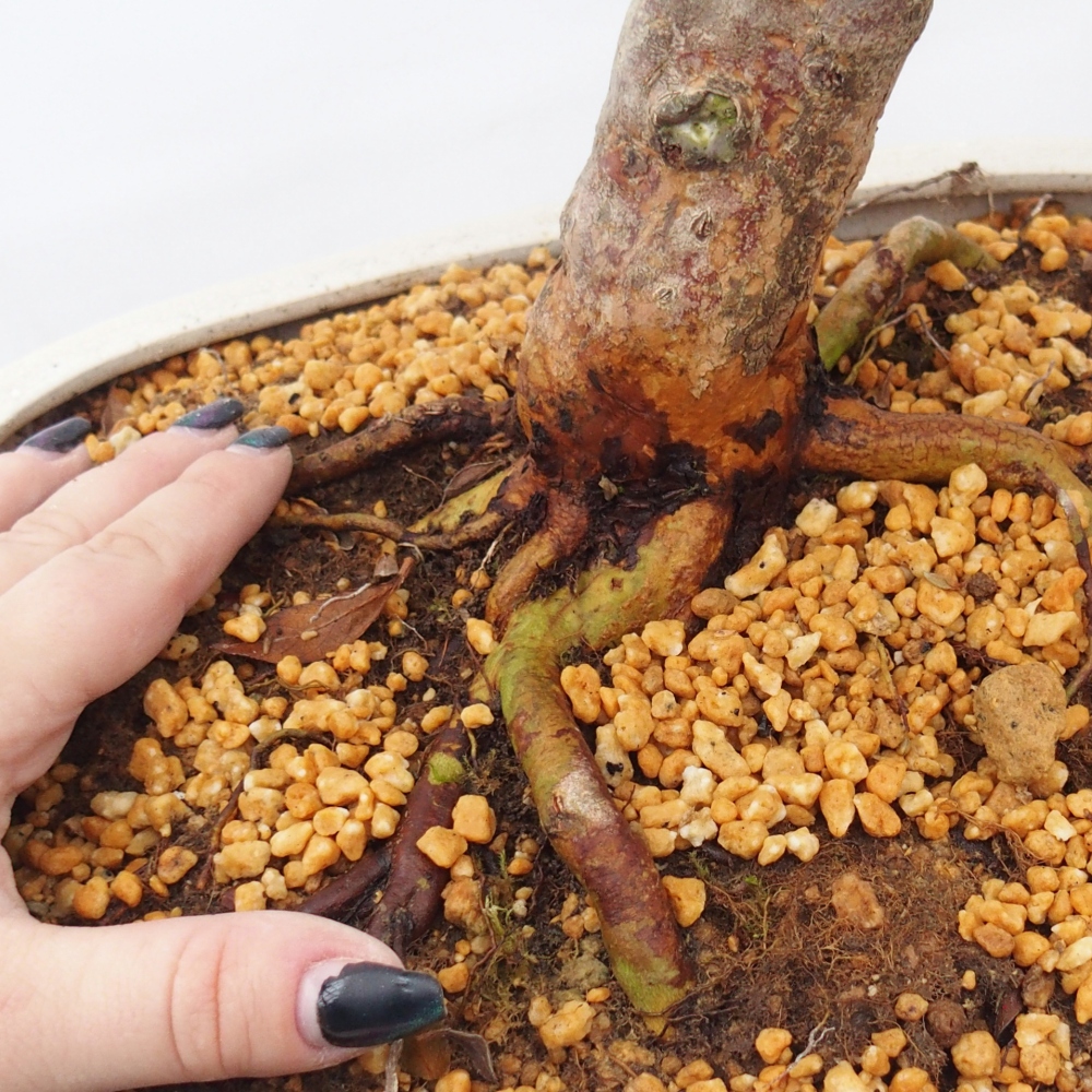 Bonsai zewnętrzne - Azalia japońska - Azalia Hanatsuzuri