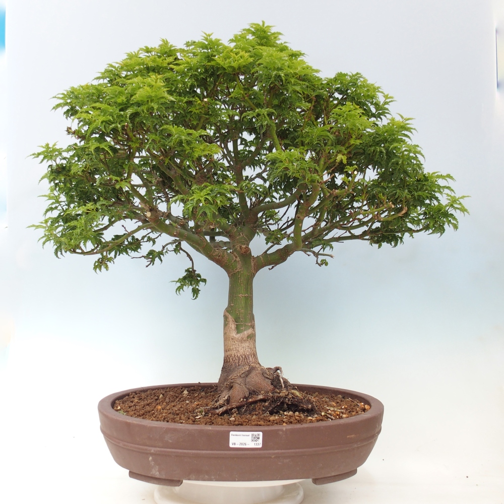 Outdoor bonsai - palma jaworowa Acer palmatum Shishigashira