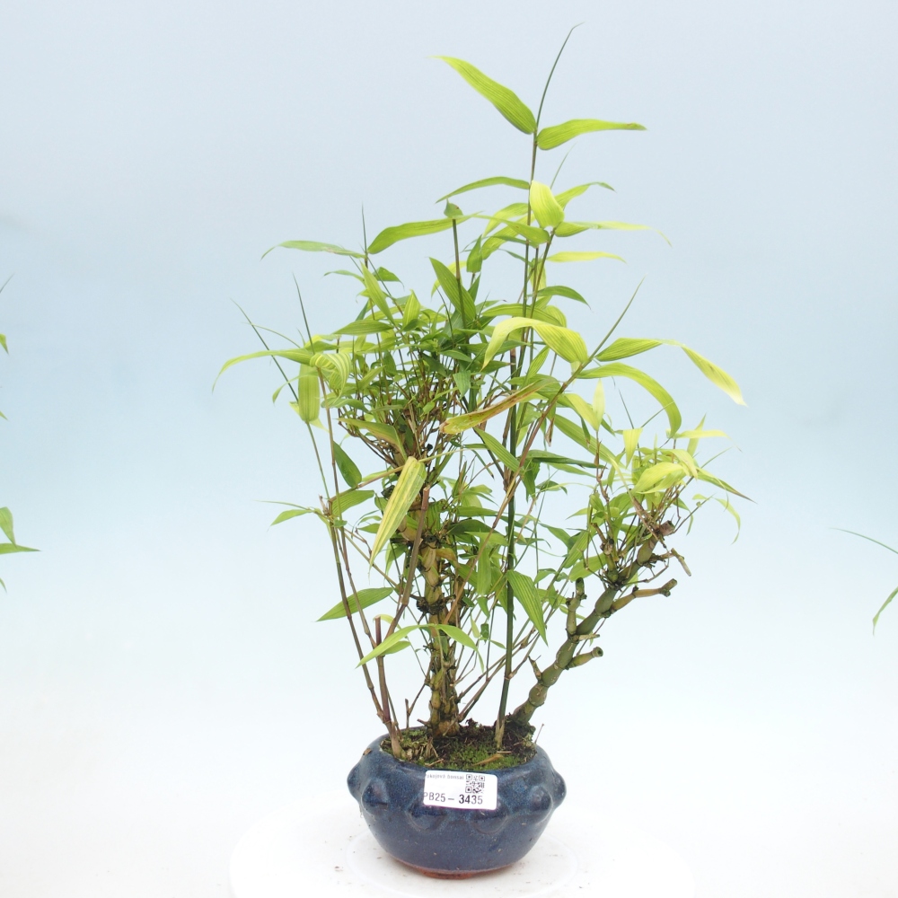 Room bonsai - Bamboo budha - Bamboo budha belly