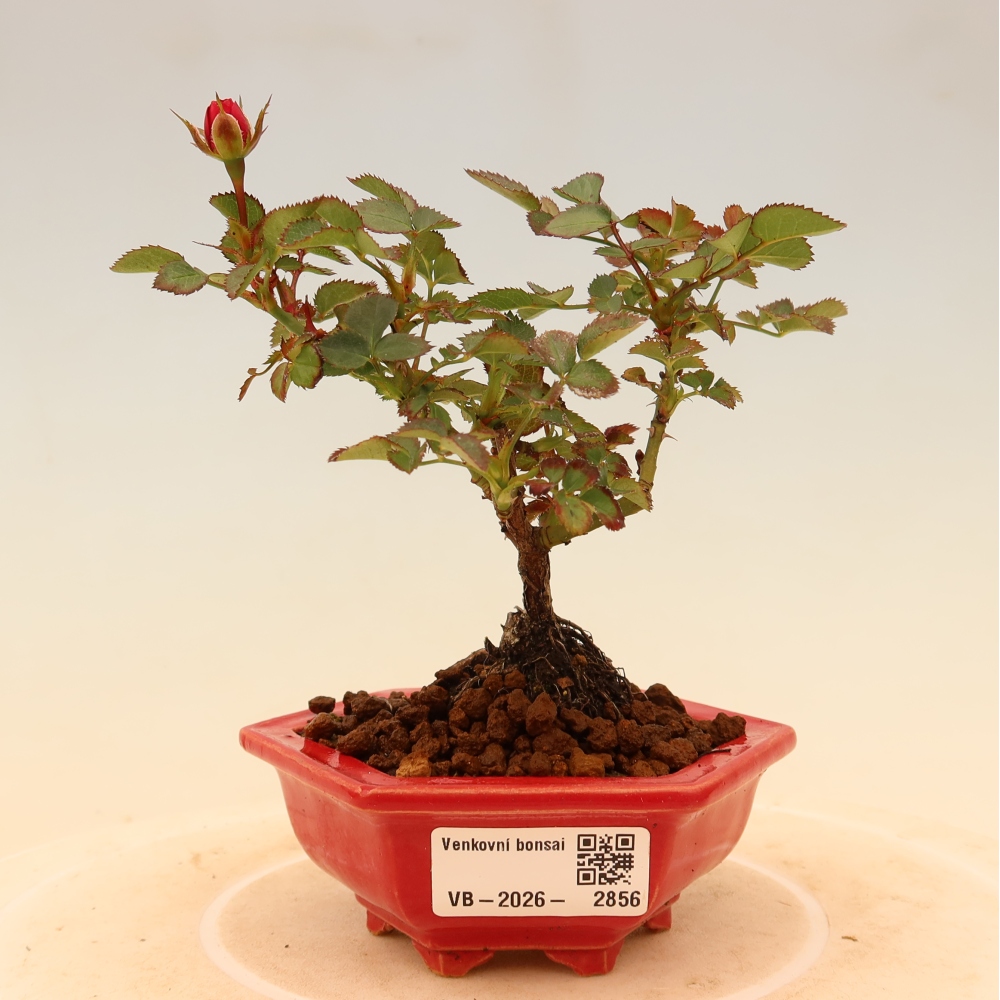 Bonsai ogrodowe – Rosa Kordes – róża