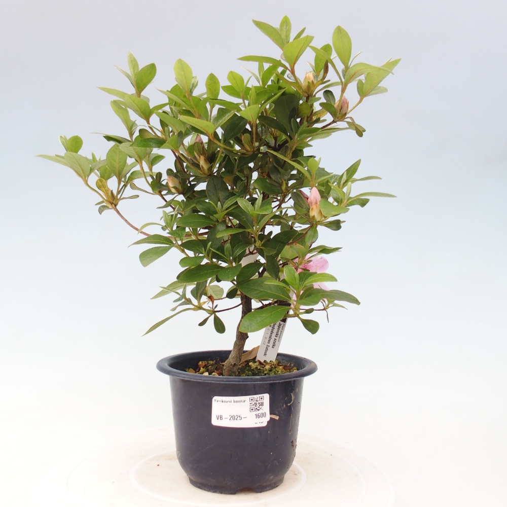 Bonsai zewnętrzne - Azalia japońska - Azalia Kaminojamakirin