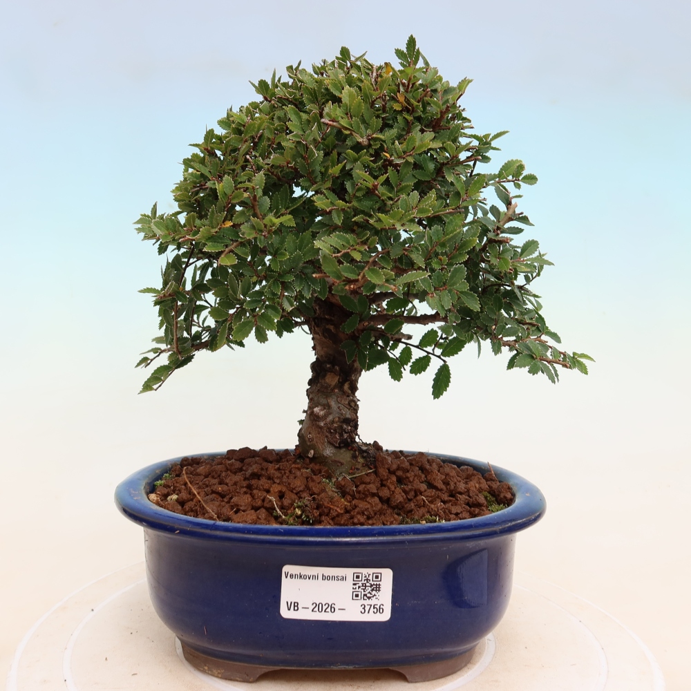 Bonsai zewnętrzne - Zelkova - Zelkova NIRE