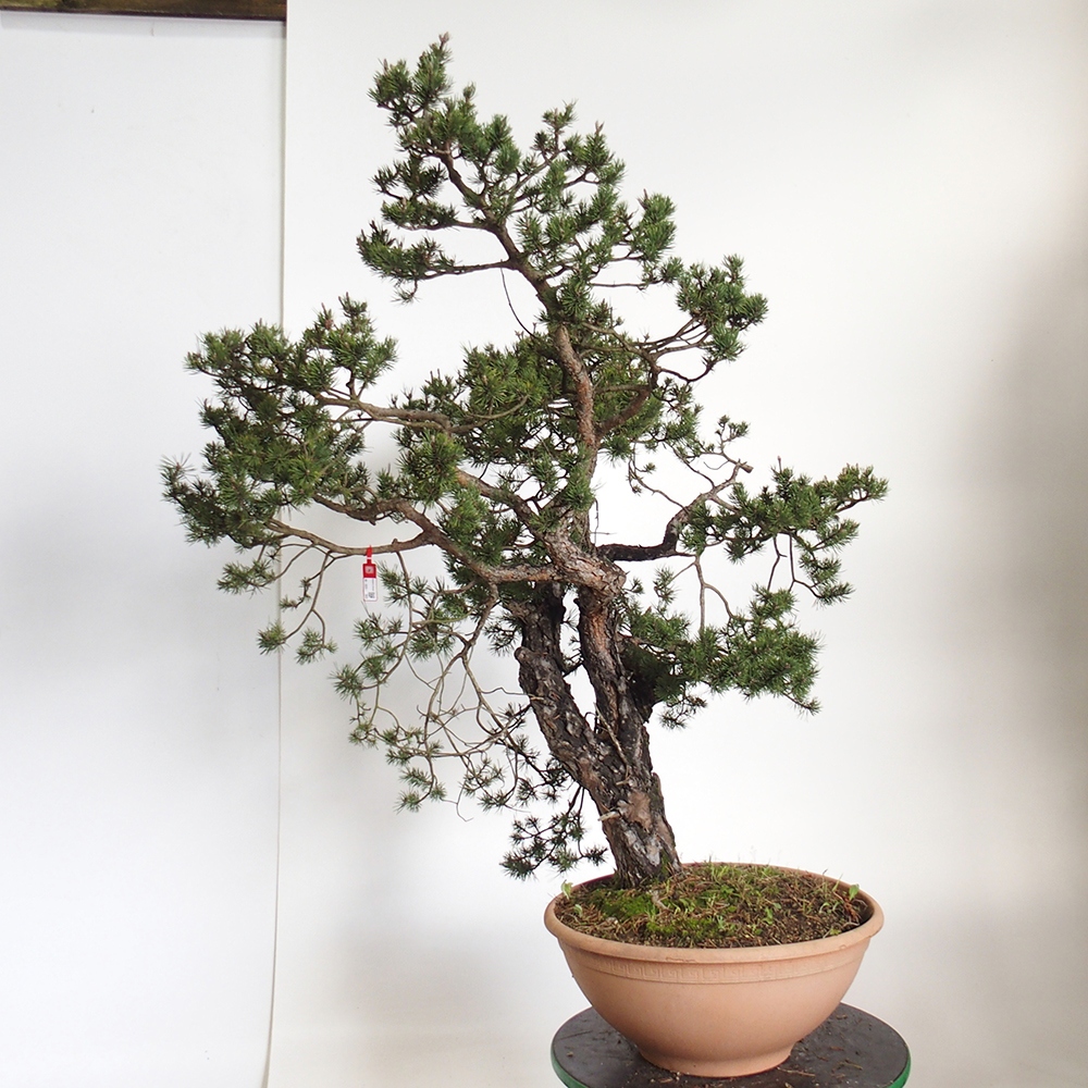 Yamadori - Pinus sylvestris Hiszpania