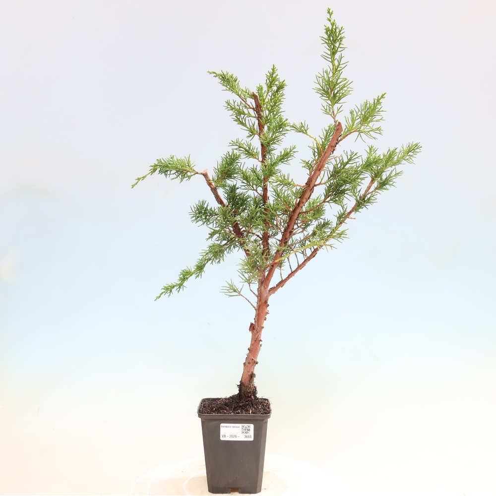 Outdoor bonsai - Juniperus chinensis Kishu