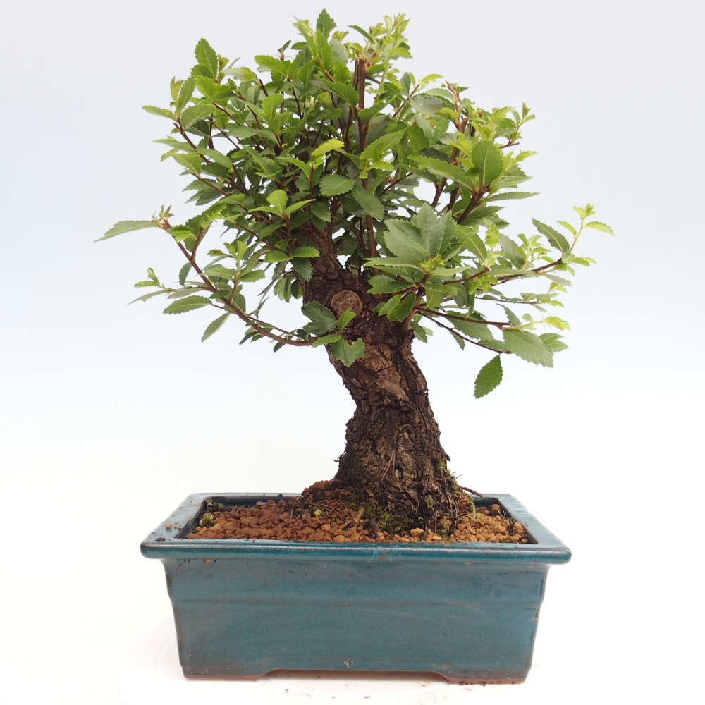 Outdoor bonsai - Zelkova - Zelkova NIRE