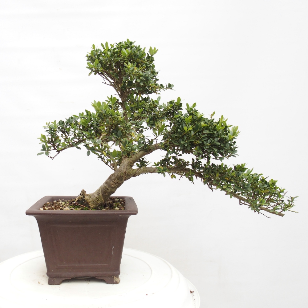 Kryty bonsai - Ilex crenata - Holly