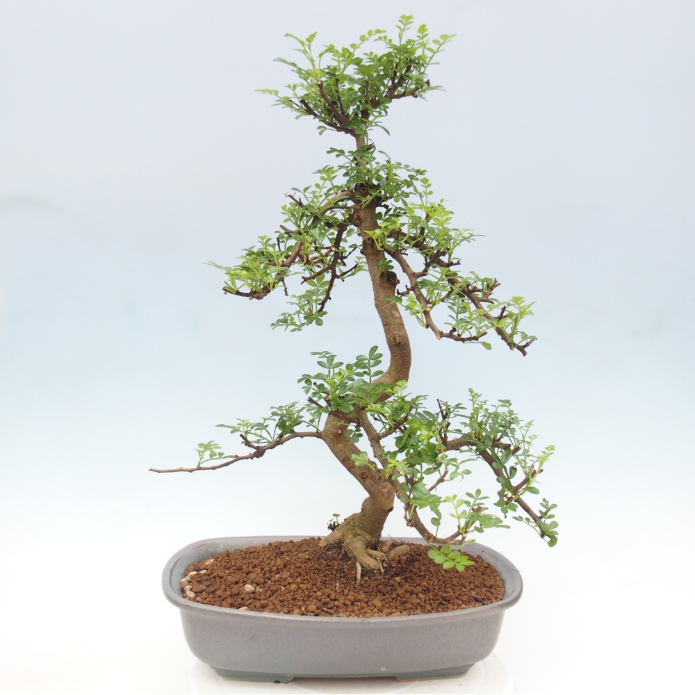 Pokój bonsai - Zantoxylum piperitum - drzewo pieprzowe