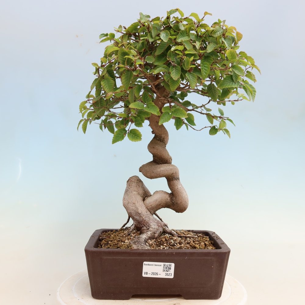 Outdoor bonsai - Carpinus CARPINOIDES - grab koreański