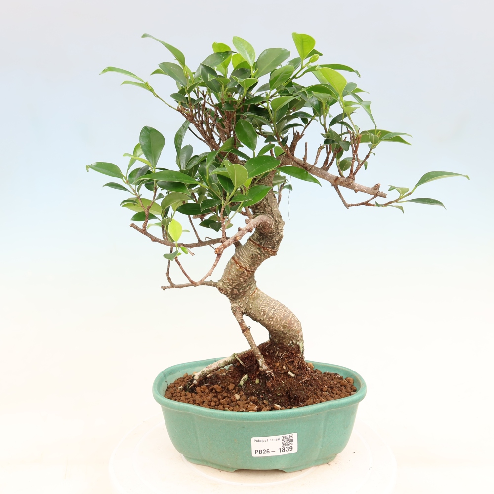 Pokój bonsai - Ficus retusa - figowiec drobnolistny