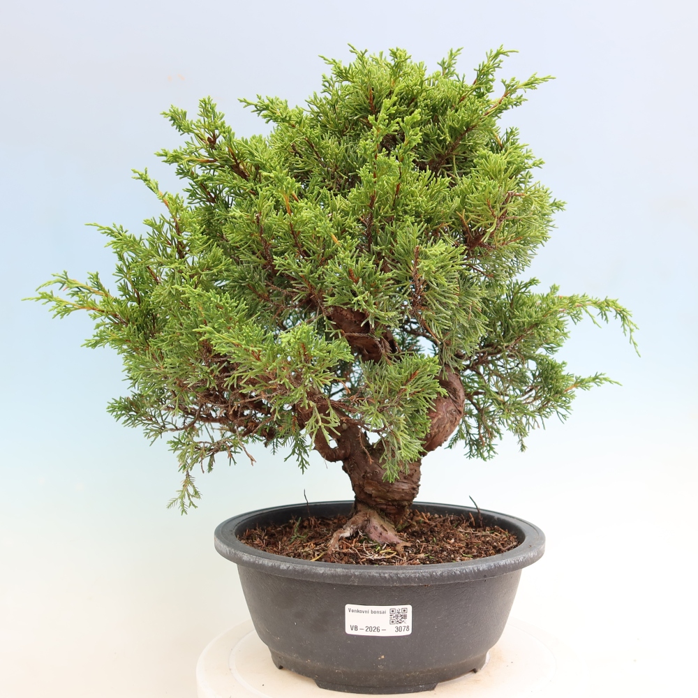 Bonsai ogrodowe – Juniperus chinensis Itoigawa – jałowiec chiński
