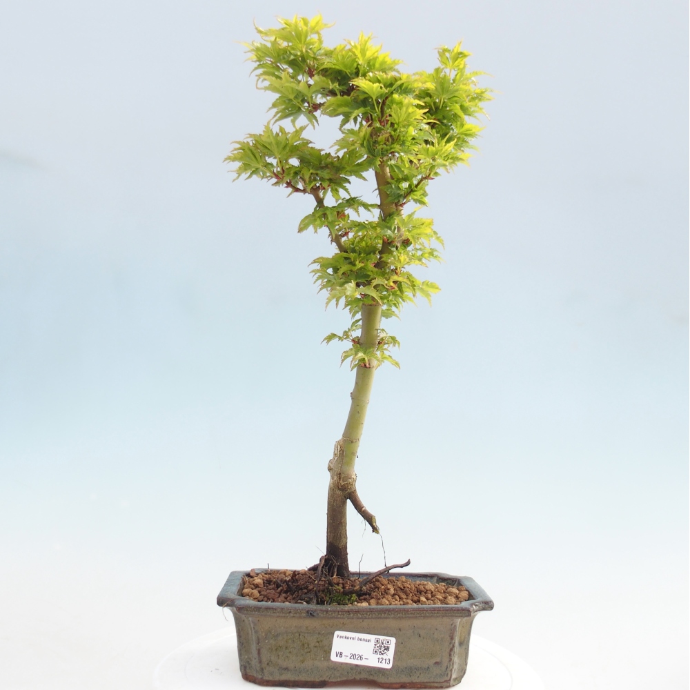 Outdoor bonsai - palma jaworowa Acer palmatum Shishigashira