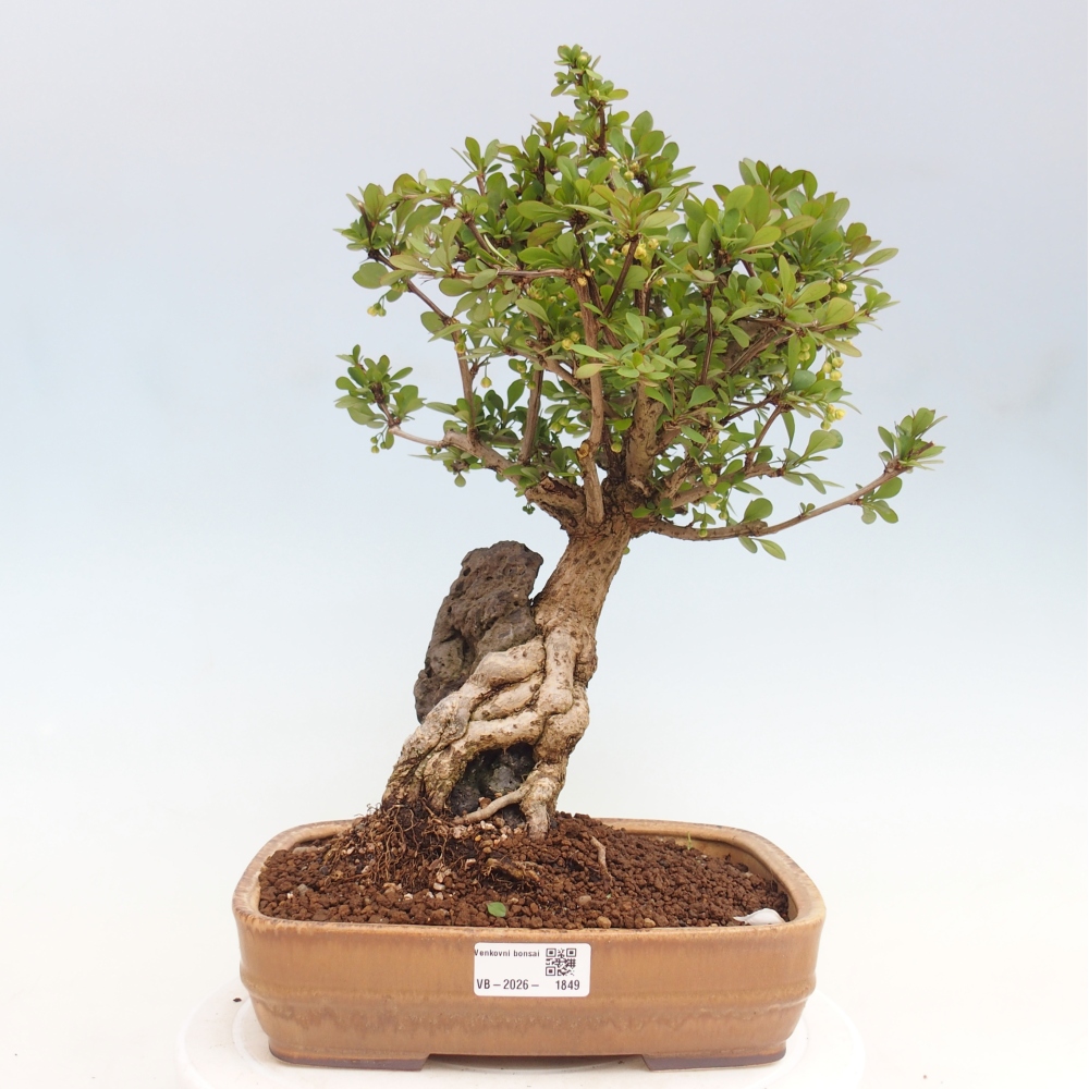 Bonsai zewnętrzne - Berberis coreana