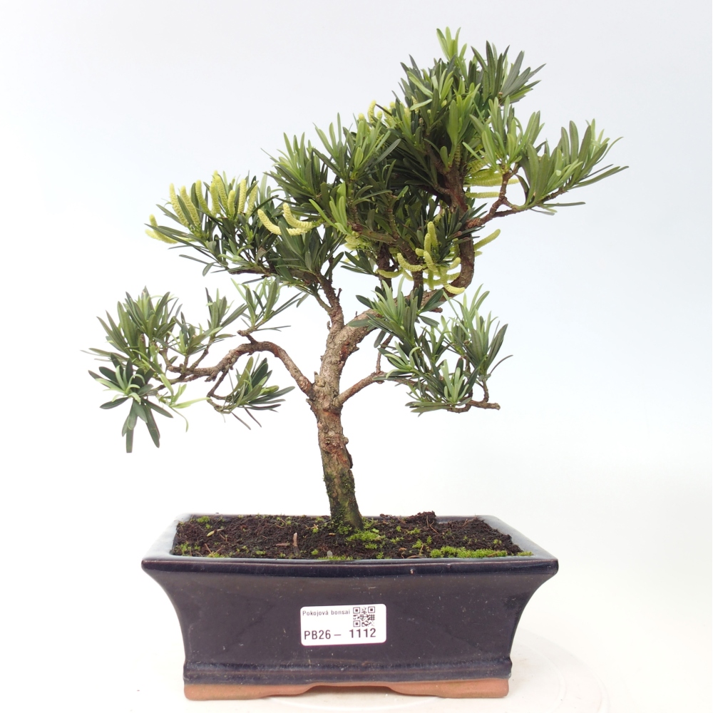 Pokój bonsai - Podocarpus - Kamienny cis