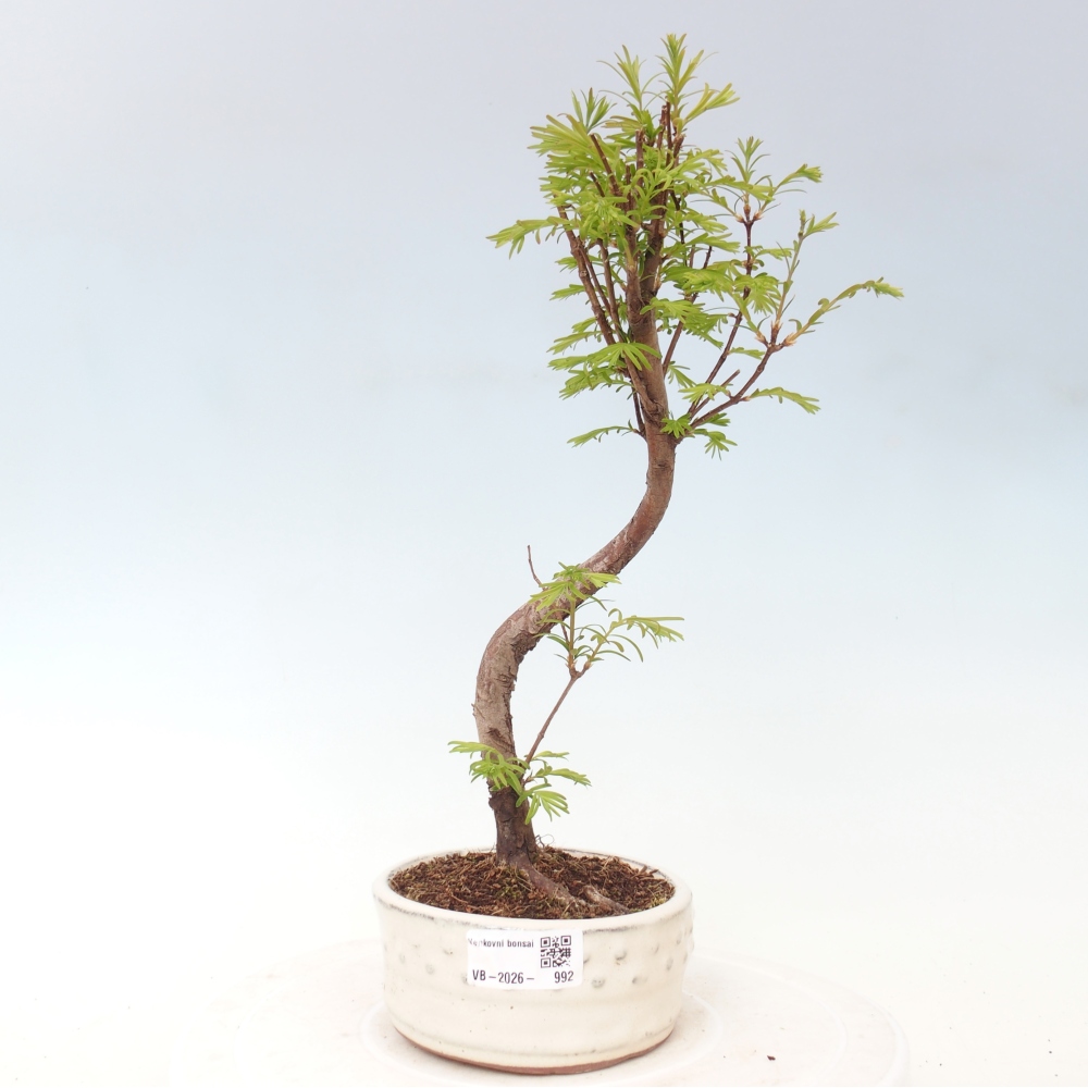 Outdoor bonsai - Metasequoia glyptostroboides - Metasekwoja chińska