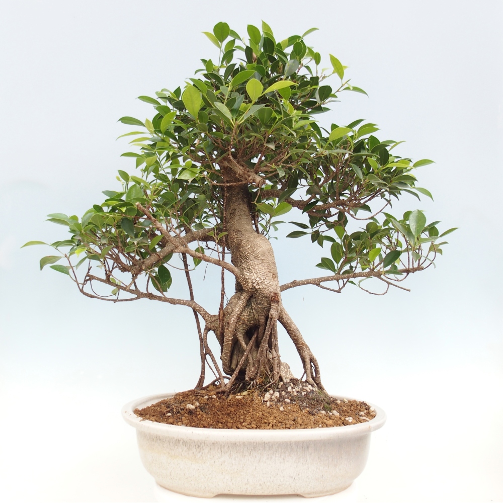 Bonsai pokojowe - Ficus kimmen - figowiec drobnolistny - WYŁĄCZNIE ODBIÓR OSOBISTY lub transport paletowy