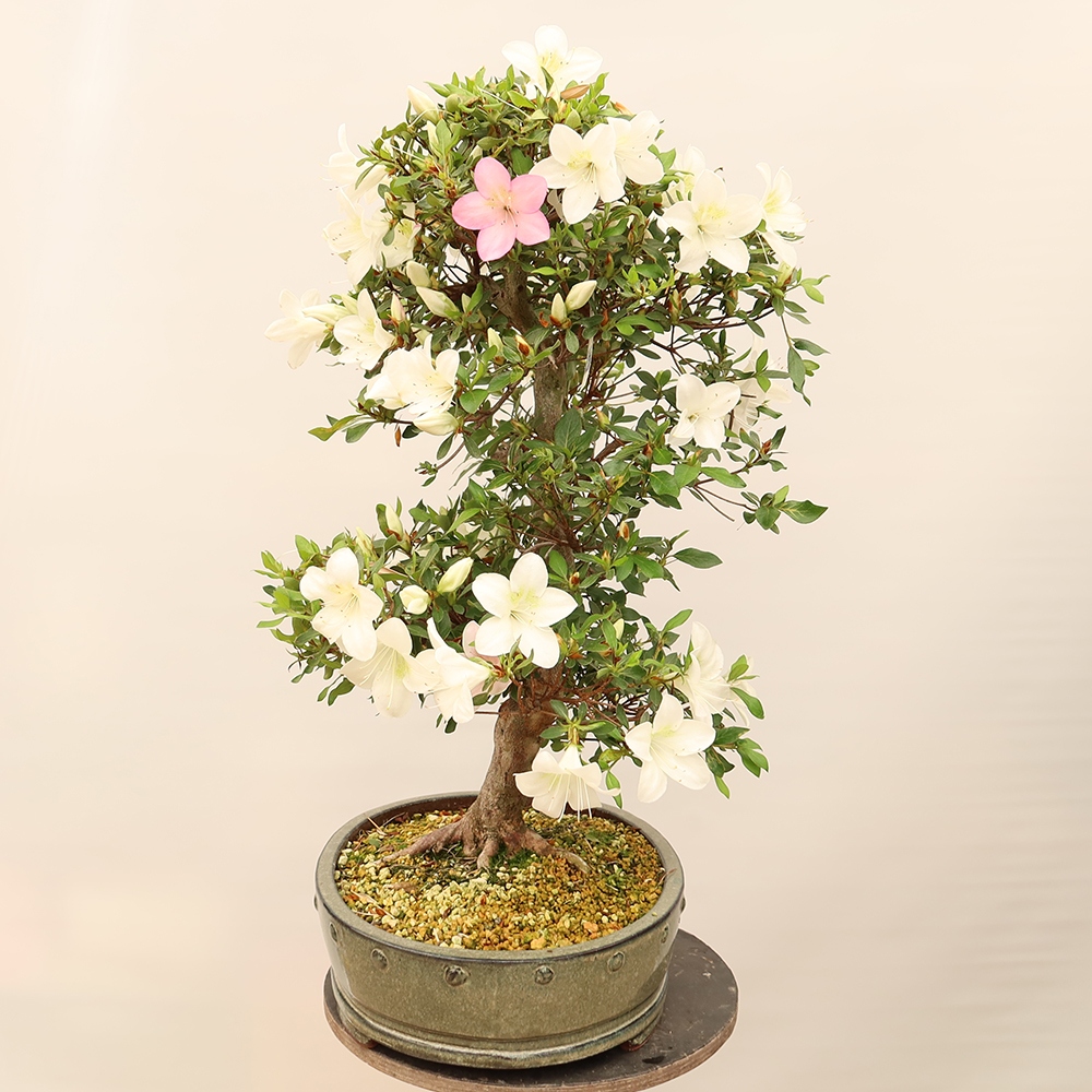Bonsai zewnętrzne - Azalia japońska - Azalia Hand