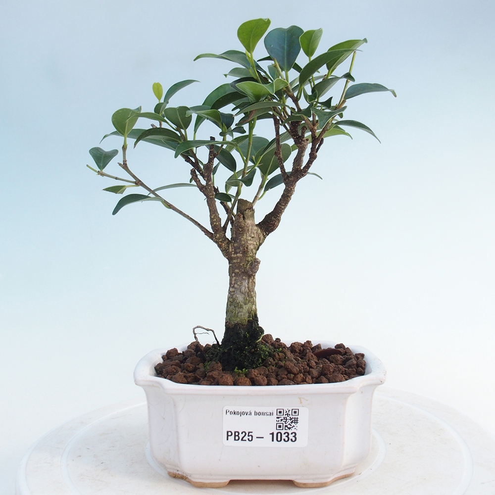Pokojová bonsai - Ficus retusa - malolistý fíkus