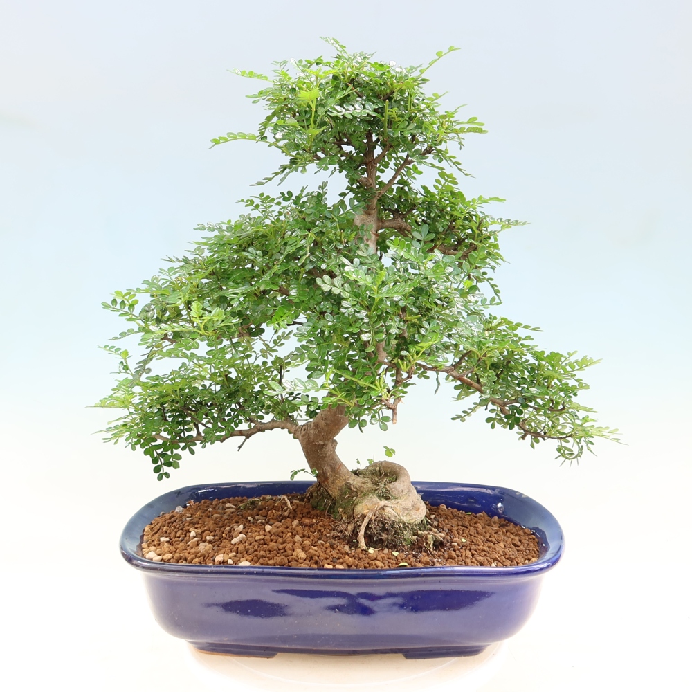 Pokój bonsai - Zantoxylum piperitum - drzewo pieprzowe