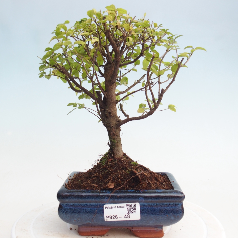Bonsai pokojowe - Sageretia thea - Sageretia thea