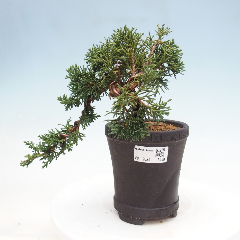 Bonsai zewnętrzne - Juniperus chinensis Kishu - Jałowiec chiński