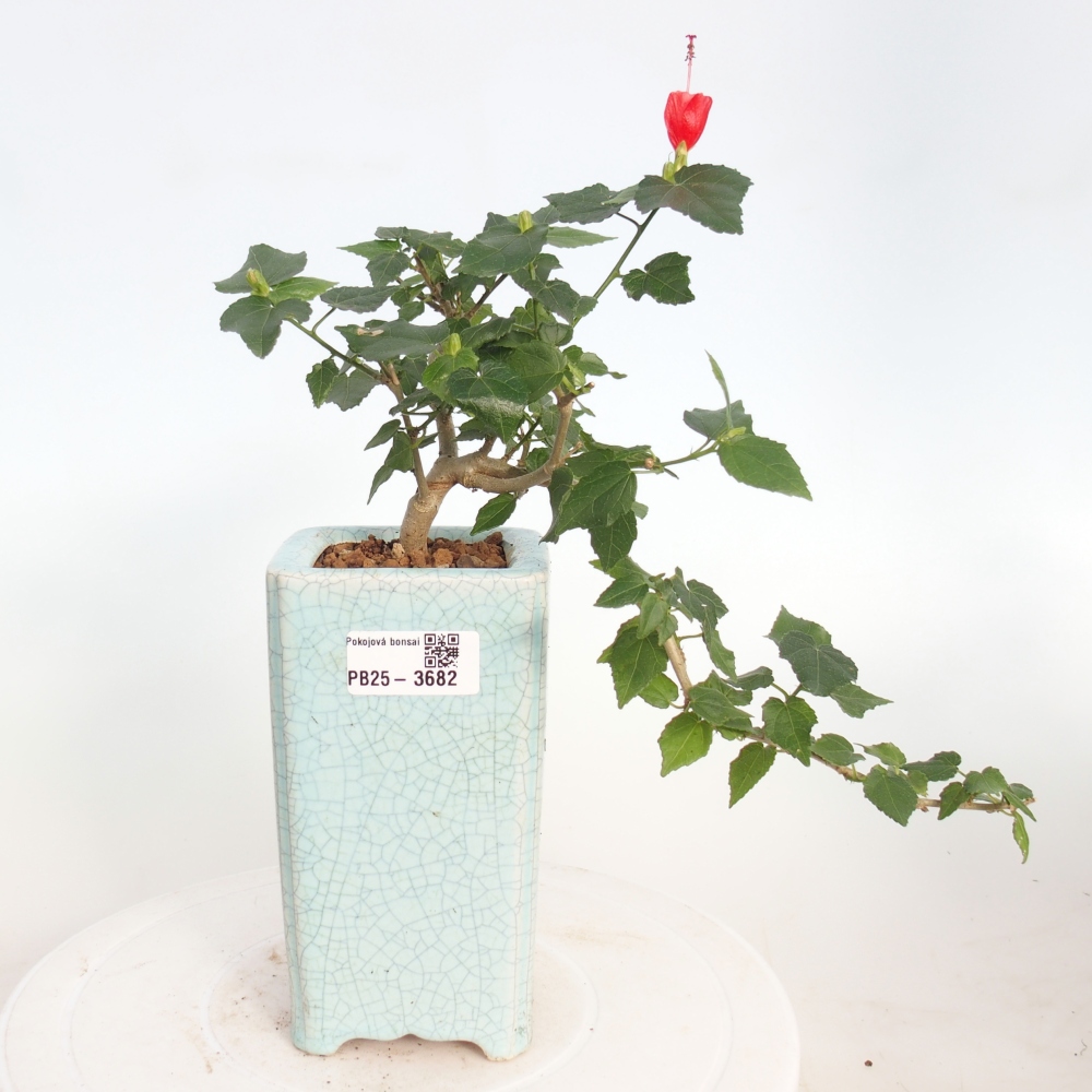 Bonsai domowe - Malvaviscus arboreus