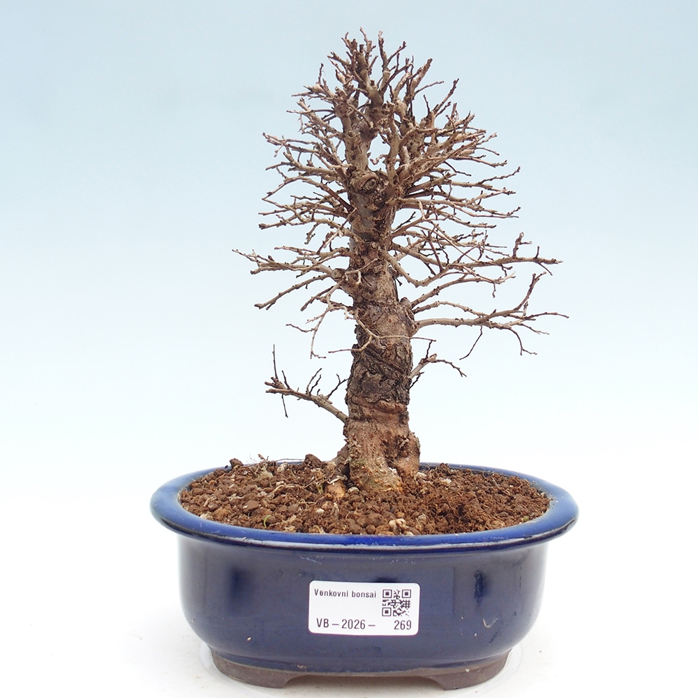 Bonsai zewnętrzne - Zelkova - Zelkova NIRE