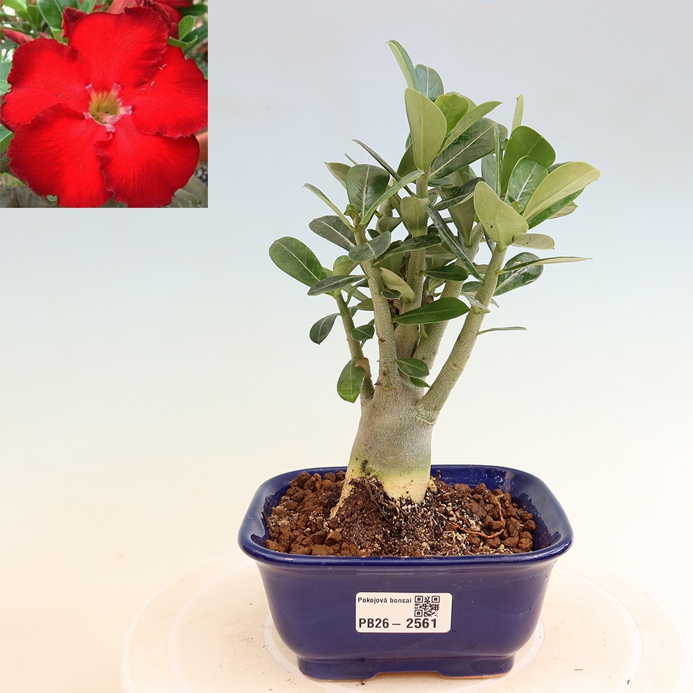 Bonsai pokojowe – Adenium obesum Red Star – Róża pustynna