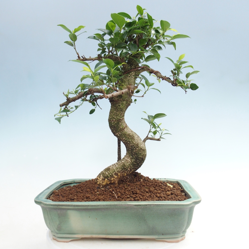 Pokój bonsai - Ficus kimmen - figowiec drobnolistny