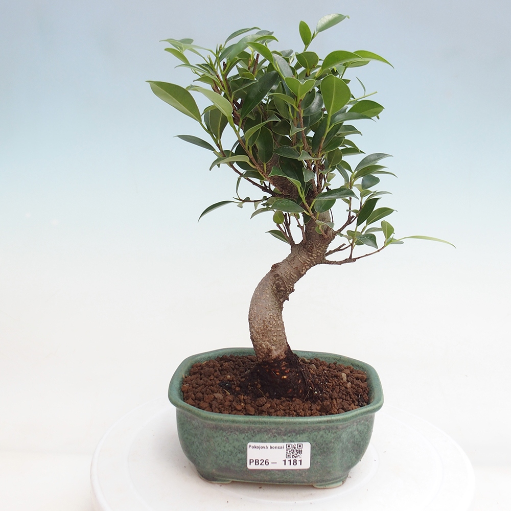Pokój bonsai - Ficus retusa - figowiec drobnolistny