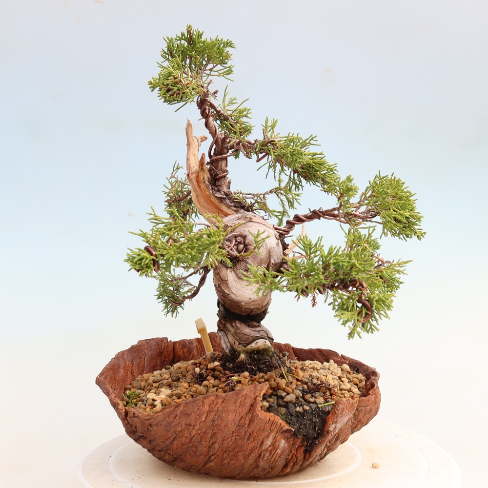 Bonsai ogrodowe – Juniperus chinensis Itoigawa – jałowiec chiński