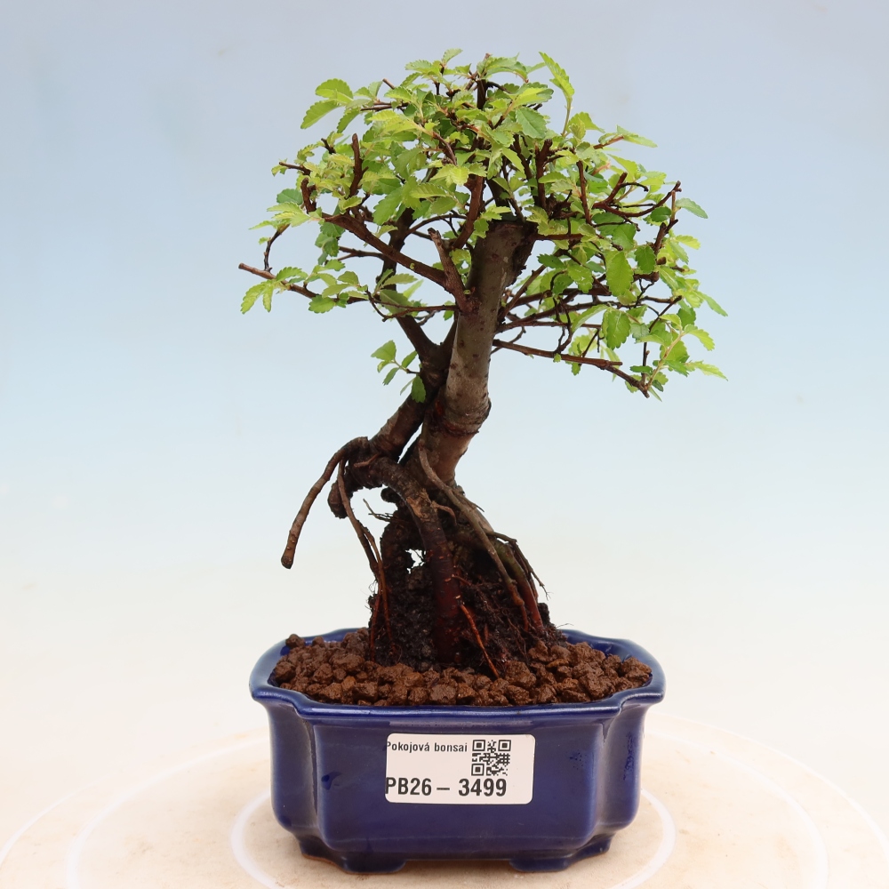 Pokój bonsai - Ulmus parvifolia - Wiąz drobnolistny