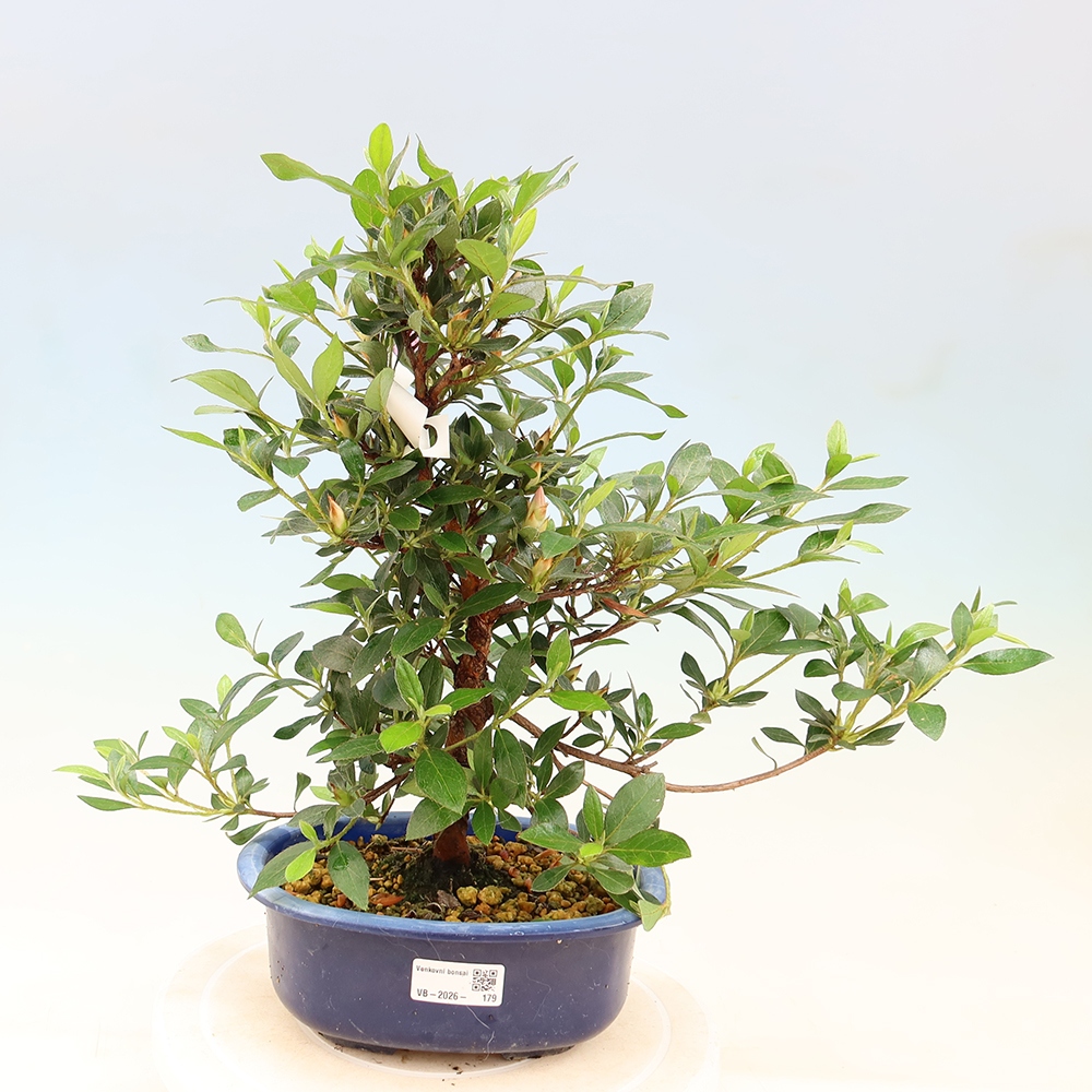Bonsai zewnętrzne - Azalia japońska - Azalia Shinsei