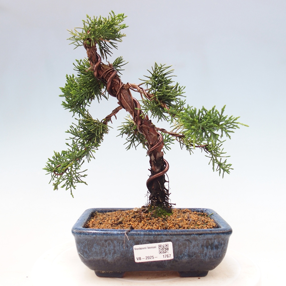 Bonsai zewnętrzne - Juniperus chinensis Kishu - Jałowiec chiński