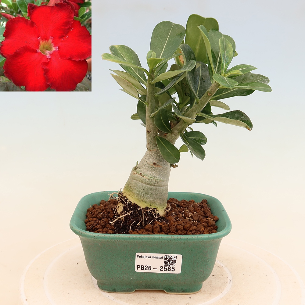 Bonsai pokojowe – Adenium obesum Red Star – Róża pustynna