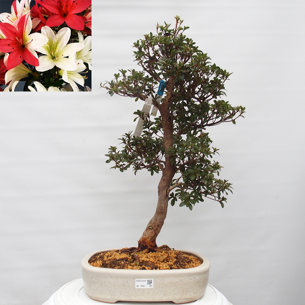Bonsai zewnętrzne - Azalia japońska - Azalia Hanatsuzuri