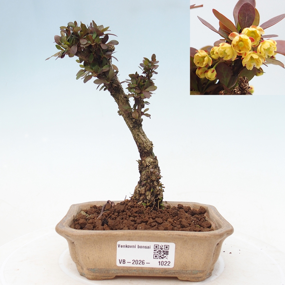 Bonsai zewnętrzne - Berberis Thunbergii Bagatelle
