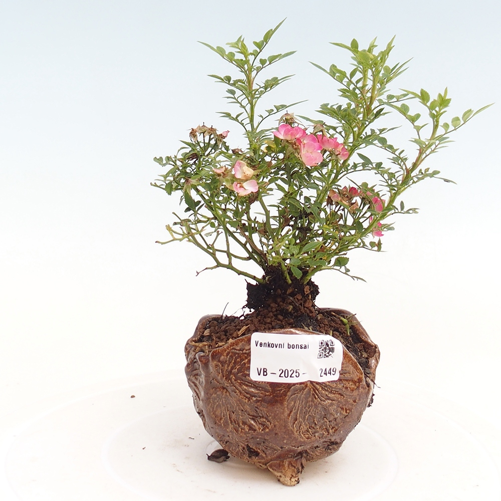 Bonsai zewnętrzne - Rosa Cutie Pie - Róże