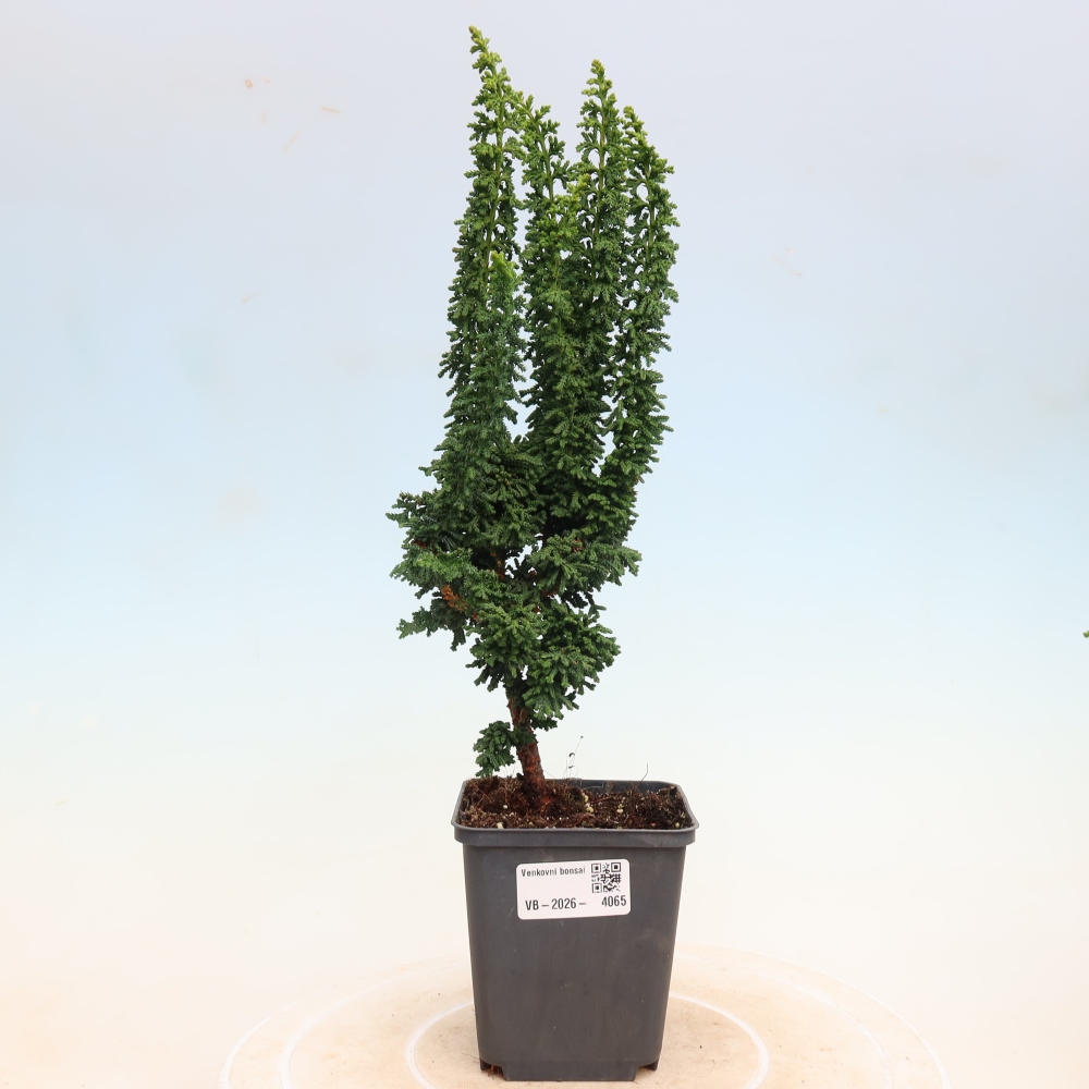 Bonsai zewnętrzne - Cham. obtusa SEKKA HINOKI - Cyprys