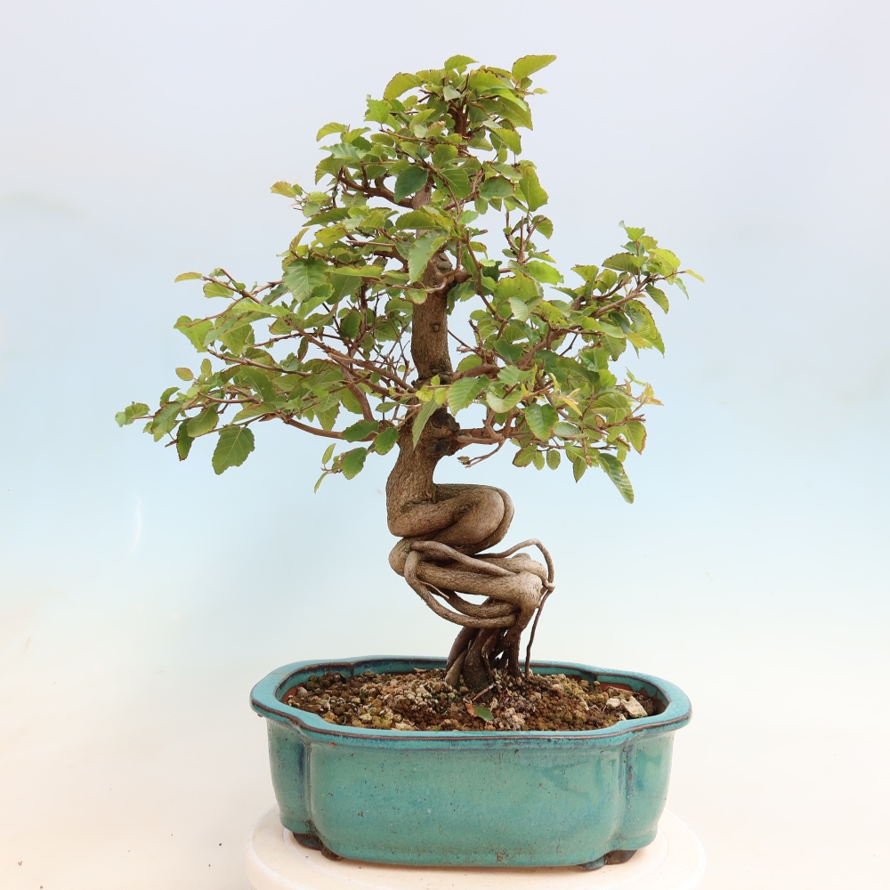 Outdoor bonsai - Carpinus CARPINOIDES - grab koreański
