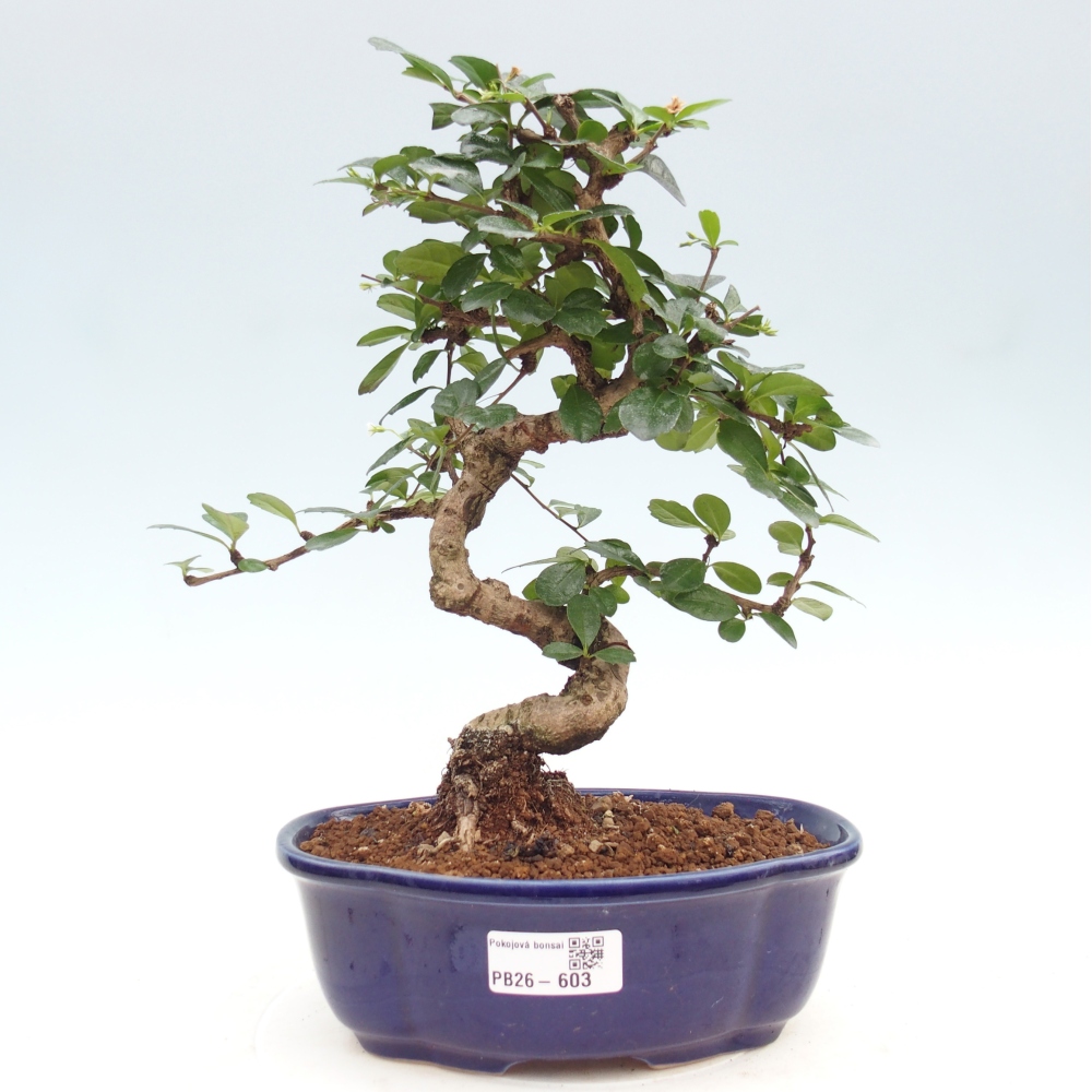Bonsai pokojowe - Carmona macrophylla - Tea fuki