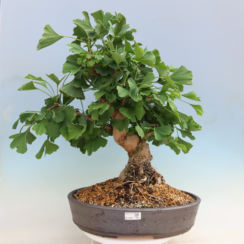 Outdoor bonsai - Ginkgo biloba - Miłorząb dwuklapowy