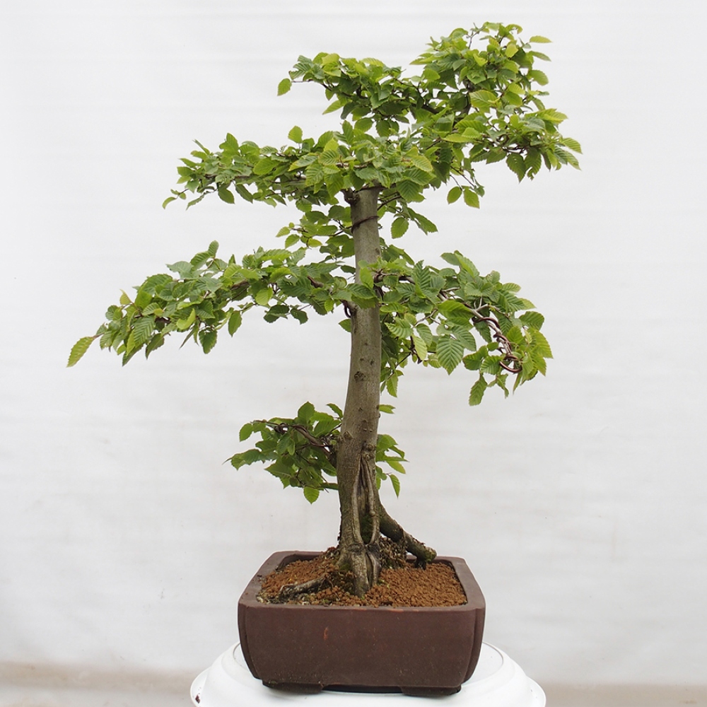 Bonsai zewnętrzne - Grab - Carpinus betulus