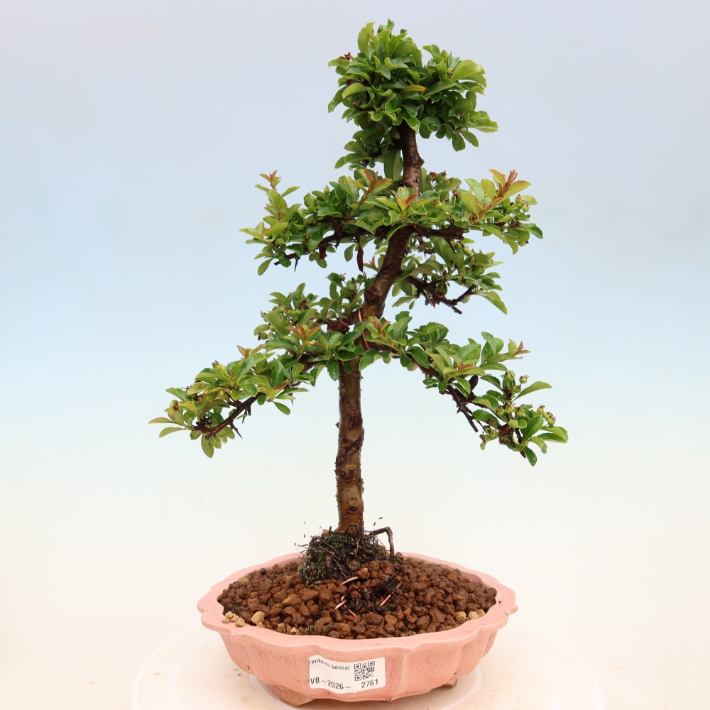 Bonsai ogrodowe – Pyracantha teton – ognik szkarłatny