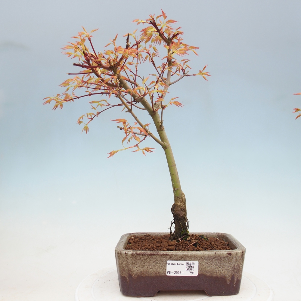 Klon pospolity - Acer palmatum Beni Tsukasa