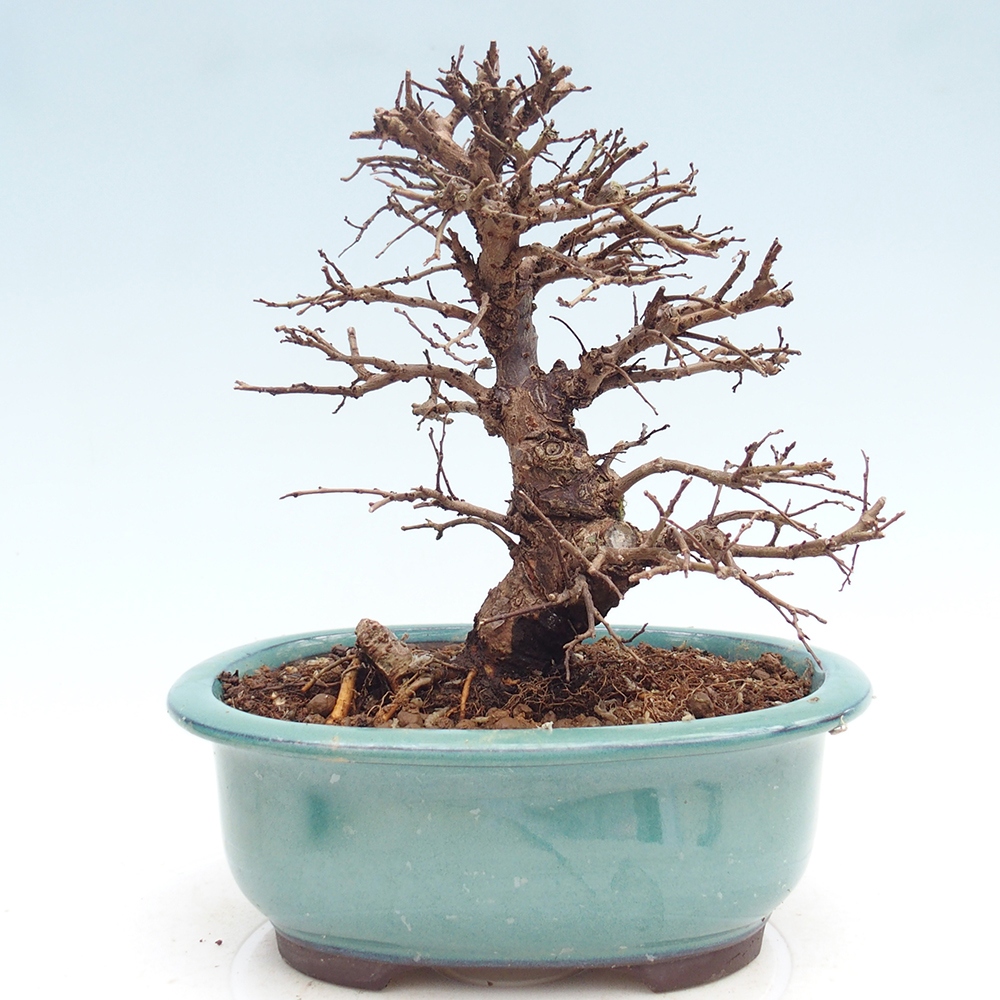 Bonsai zewnętrzne - Zelkova - Zelkova NIRE