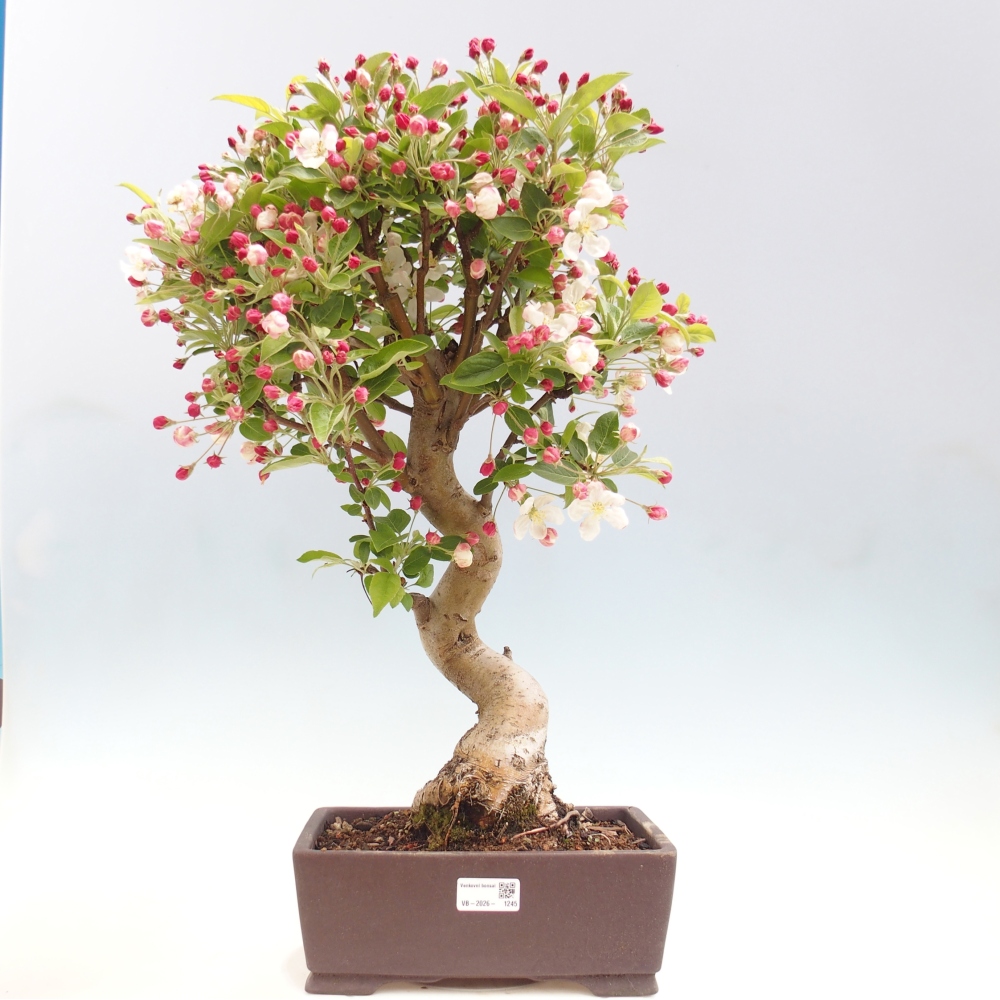 Outdoor bonsai - Malus halliana - Jabłoń drobnoowocowa