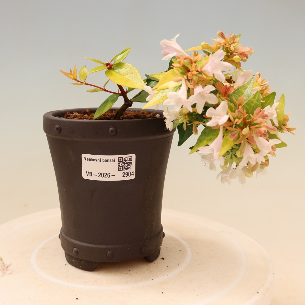 Bonsai ogrodowe – Abelia gr. Kleidoscope – Abelia wielkokwiatowa
