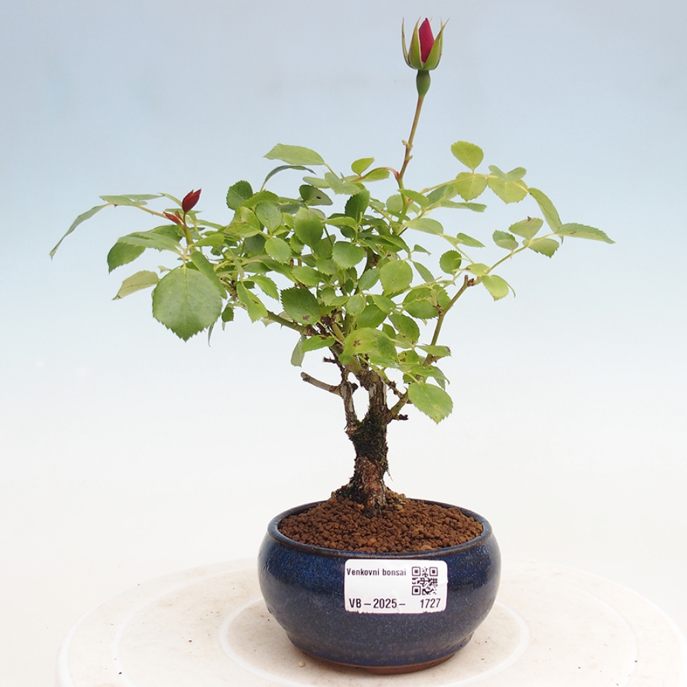 Bonsai na zewnątrz - Rosa Kordes - róża 