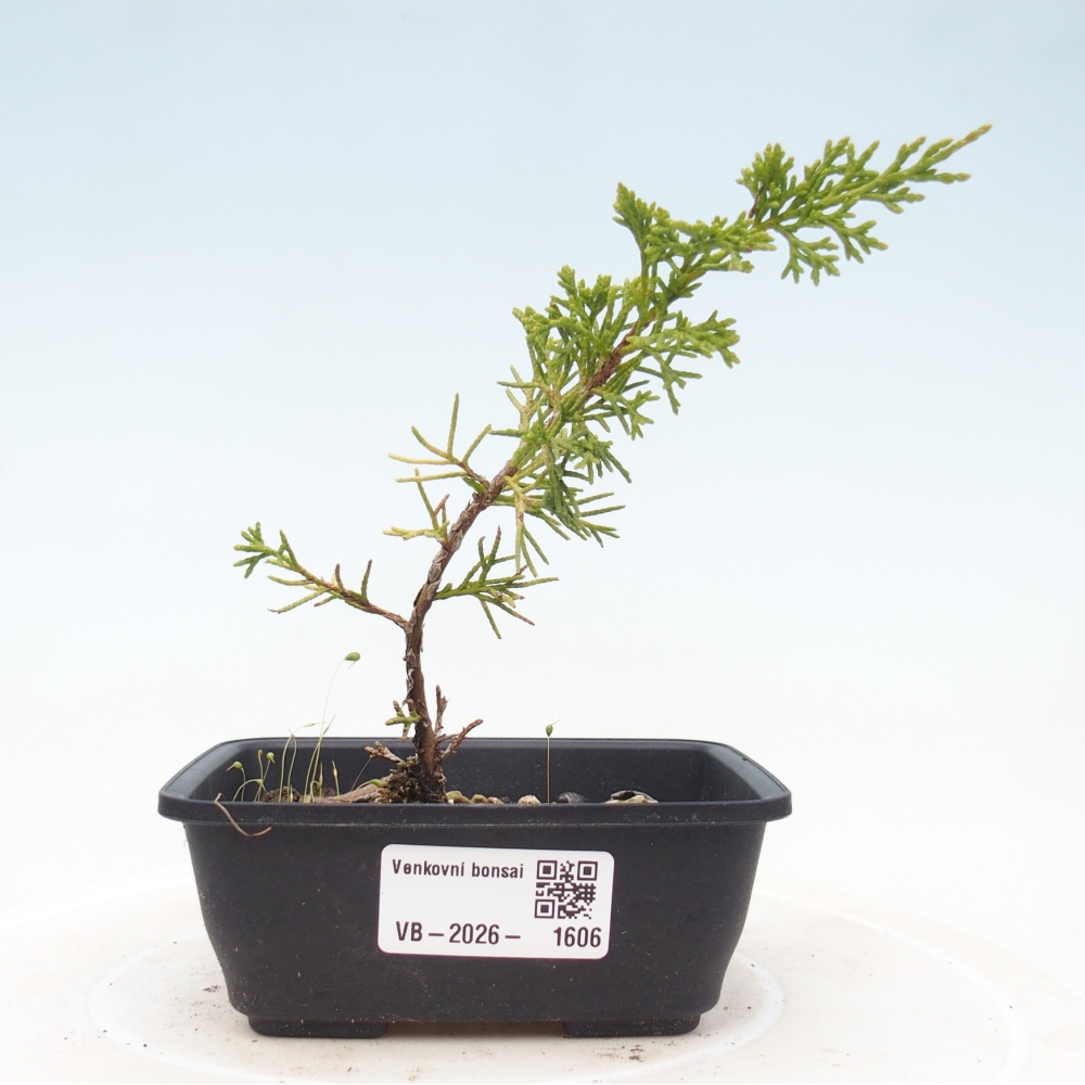 Outdoor bonsai - Juniperus chinensis Itoigawa
